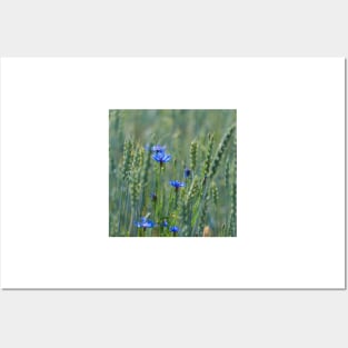 Cornflowers in a wheat field Posters and Art